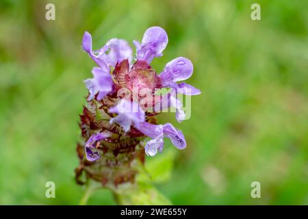 Plante auto-guérissante commune (Prunella vulgaris) sur une prairie Banque D'Images