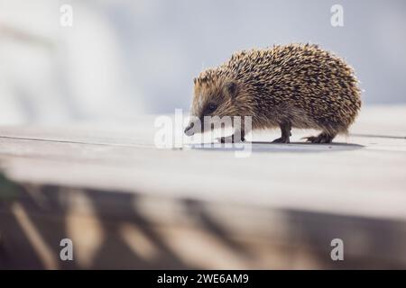 Mignon hérisson marchant sur la terrasse en bois Banque D'Images