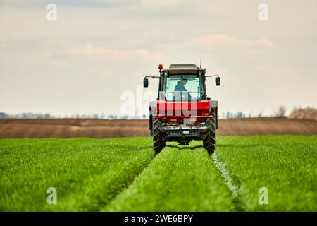 Agriculteur dans le champ de fertilisation de tracteur de blé Banque D'Images