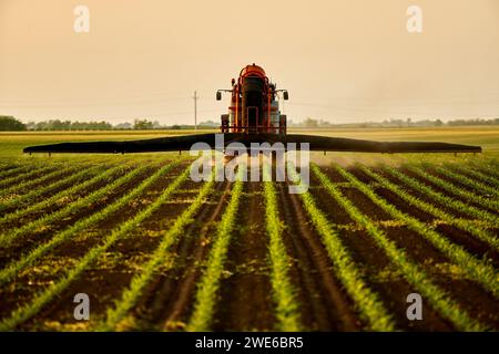 Tracteur pulvérisant de l'engrais sur les récoltes de maïs dans le champ sous le ciel au coucher du soleil Banque D'Images