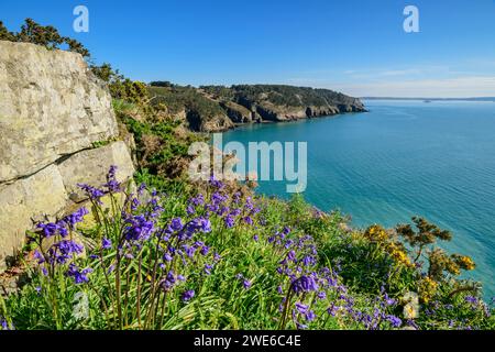 France, Bretagne, fleurs sauvages fleurissent sur le Cap de la Chèvre en été Banque D'Images