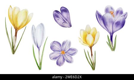 Ensemble d'aquarelle avec des fleurs de crocus fleuries jaunes, violettes et blanches isolées sur fond blanc. Printemps et pâques botanique peint à la main safran il Banque D'Images