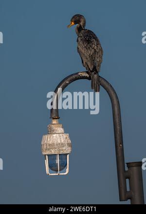 Cormoran à double crête (Nannopterum auritum) perché sur une lampe de jetée Banque D'Images