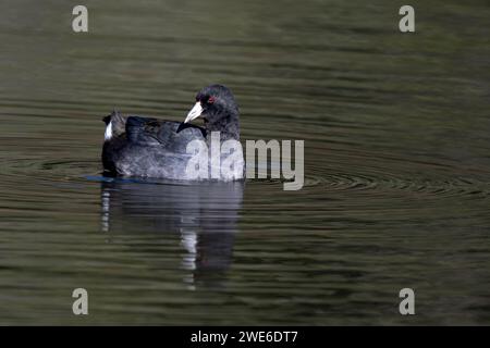 Cuisine américaine (Fulica americana) dans un étang Banque D'Images