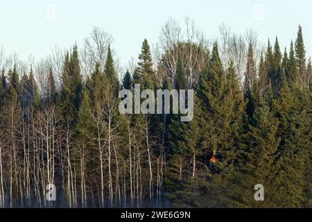 Un chasseur de cerfs de novembre assis dans un arbre dans le nord du Wisconsin. Banque D'Images