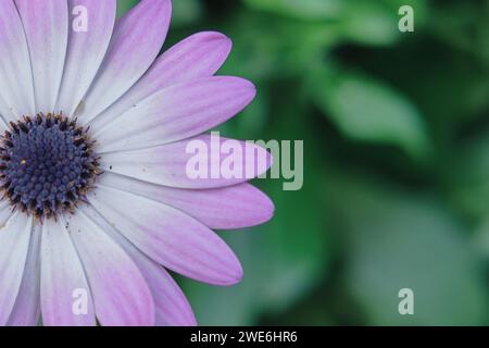 Fleur de Marguerite violette en floraison Banque D'Images