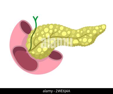 Anatomie pancréatique en complexe avec intestin et voie biliaire. Illustration d'organe sain humain. Illustration de Vecteur