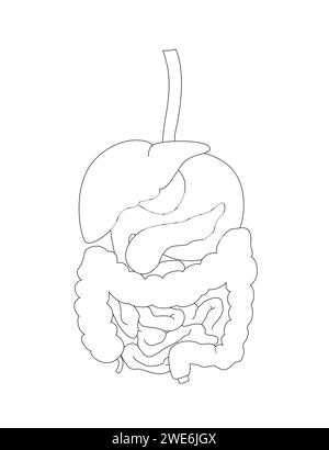 Concept du système digestif humain. Illustration de contour pour bannière, couverture de livre, usage éducatif. Illustration de Vecteur