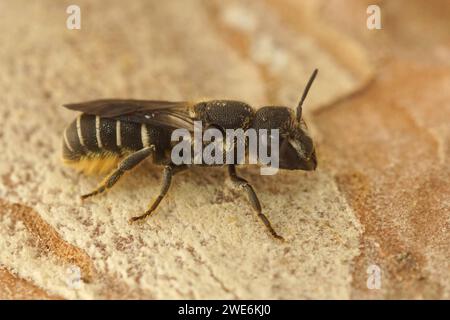 Gros plan sur une petite abeille femelle méditerranéenne aux yeux bleus en résine, Heriades Crenulatus, dans le Gard, France Banque D'Images