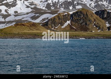 Vue panoramique, Gold Harbor, SGI, glaciers et montagnes, rivage avec des pingouins, Banque D'Images