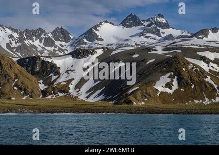 Vue panoramique, Gold Harbor, SGI, glaciers et montagnes, rivage avec des pingouins, Banque D'Images