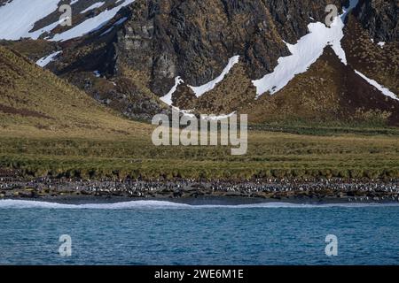 Vue panoramique, Gold Harbor, SGI, glaciers et montagnes, rivage avec des pingouins, Banque D'Images