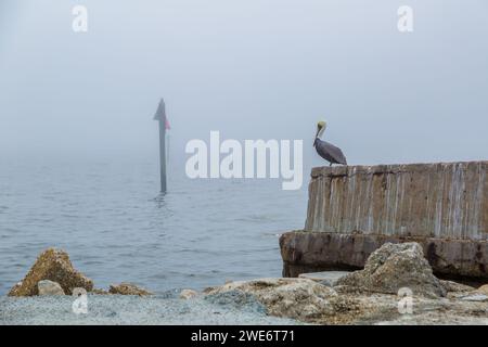 Pélican brun (Pelicanus occidentalis) perché sur une digue par un matin brumeux à long Beach, Mississippi Banque D'Images