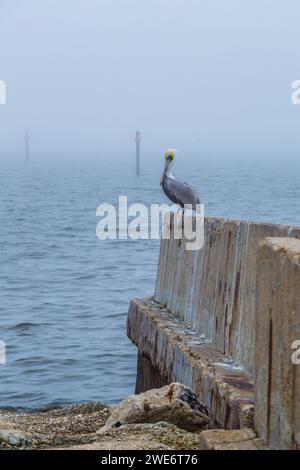 Pélican brun (Pelicanus occidentalis) perché sur une digue par un matin brumeux à long Beach, Mississippi Banque D'Images