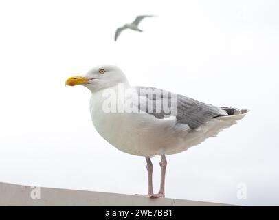 Goéland hareng européen (Larus argentatus) debout sur un rebord, gros plan, goéland floue volant contre un ciel lumineux derrière avec des ailes déployées, Douvres Banque D'Images