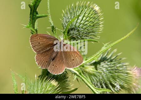 Ringlet (Aphantopus hyperantus), Gahlen, Rhénanie du Nord-Westphalie, Allemagne Banque D'Images