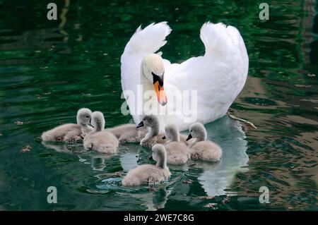 Cygne muet (Cygnus olor) et poussins de cygne, Altmuehl, Bavière, Allemagne Banque D'Images