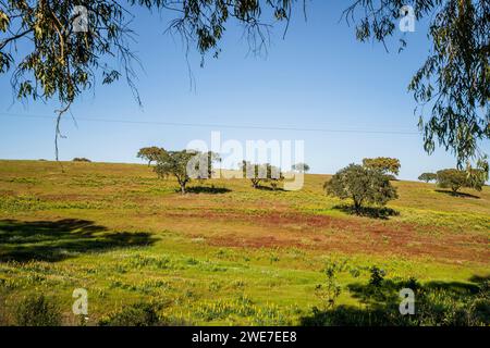 Beau paysage de l'Alentejo et célèbre route nationale N2, Almodovar, Portugal Banque D'Images