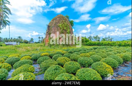 Fours en briques abandonnés dans le jardin de chrysanthème au début du printemps à Phu son, Cho Lach, Ben Tre, Vietnam. Cet endroit était autrefois la plus grande fleur Banque D'Images