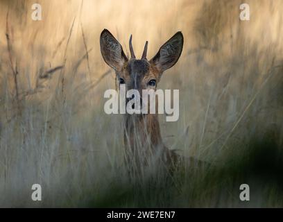 Chevreuil d'Europe (Capreolus capreolus), jeune roebuck caché dans les hautes herbes, portrait, faune, Basse-Saxe, Allemagne Banque D'Images