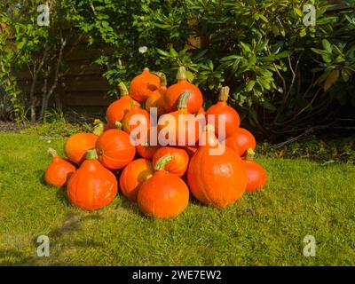 Un tas de citrouilles oranges couchées sur l'herbe dans le jardin ensoleillé, citrouille Hokkaido, Velten, Brandebourg, Allemagne Banque D'Images