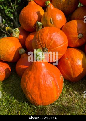 Gros plan de citrouilles orange vif avec des tiges vertes à la lumière du soleil, citrouille Hokkaido, Velten, Brandebourg, Allemagne Banque D'Images