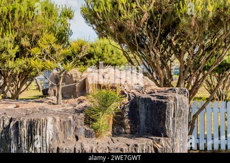 Petites plantes à feuilles persistantes poussant au-dessus d'un grand tronc d'arbre pétrifié dans un jardin de rocaille public à Gimcheon, Corée du Sud Banque D'Images