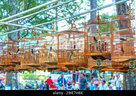 Les cages de Warbler au concours de chant attirent de nombreux oiseaux du monde entier pour se rassembler dans le parc pendant le nouvel an lunaire. Banque D'Images