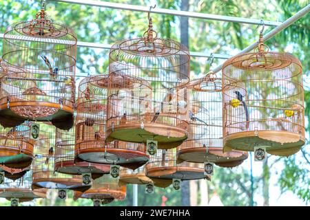 Les cages de Warbler au concours de chant attirent de nombreux oiseaux du monde entier pour se rassembler dans le parc pendant le nouvel an lunaire. Banque D'Images