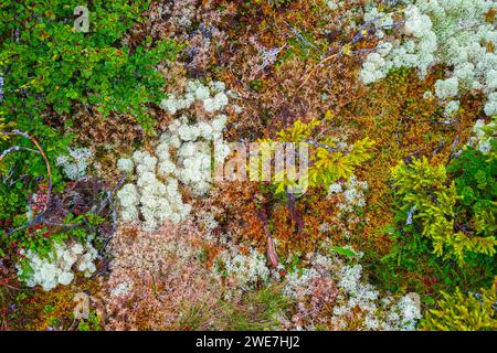 Lichen de renne (Cladonia rangiferina), mûrier noir (Empetrum nigrum), bouleau nain (Betula nana), photographie de la nature, Tynset, Innlandet, Norvège Banque D'Images