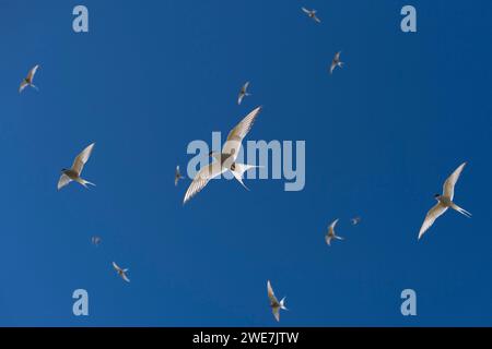 Sternes arctiques (Sterna paradisea) en vol, Reykjanes, Islande Banque D'Images