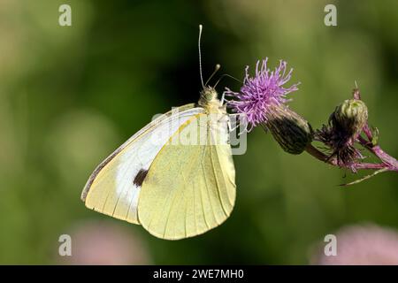 Gros papillon blanc chou (Pieris brassica), se nourrissant sur un chardon, Gahlen, Rhénanie du Nord-Westphalie, Allemagne Banque D'Images