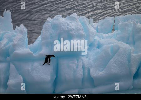 Un pingouin adélie traverse un iceberg escarpé dans la mer de Weddell près de l'île James Ross Banque D'Images