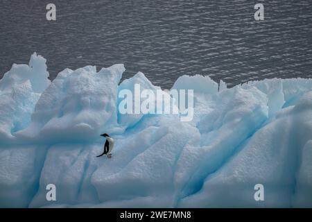 Un pingouin adélie traverse un iceberg escarpé dans la mer de Weddell près de l'île James Ross Banque D'Images