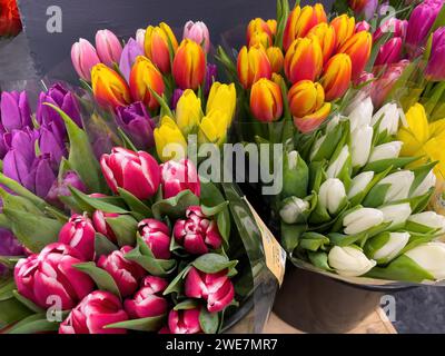 Fleurs tulipes de différentes couleurs blanc jaune rouge violet rouge jaune sont en vente dans le supermarché, Allemagne Banque D'Images