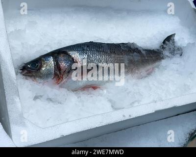Le bar comestible (Dicentrarchus labrax) de la mer Méditerranée repose sur de la glace pilée dans le présentoir de vente de Fischhandel Fischhaendler, Allemagne Banque D'Images