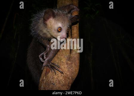 Aye-Aye (Daubentonia madagascariensis) dans les forêts tropicales de l'est de Madagascar, Madagascar Banque D'Images