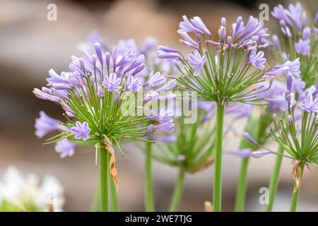 Agapanthus africanus, communément appelé lis africain Banque D'Images