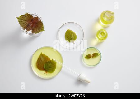 Plusieurs boîtes de Pétri en verre, un bécher et deux bocaux remplis d'huile essentielle sont placés sur fond blanc. Beefsteak Plant (Perilla frutescens) a un Banque D'Images