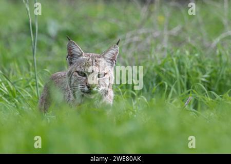 Un lynx rufus (Lynx rufus) en herbe haute dans un champ californien. Banque D'Images