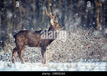 Chevreuil adulte dans la forêt d'hiver avec des chutes de neige. Animal en habitat naturel. Scène animalière Banque D'Images