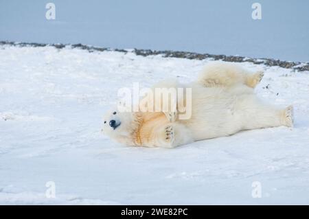 Ours polaire Ursus maritimus gros ourson roulant et nettoyant sa fourrure sur la banquise nouvellement formée pendant l'automne geler jusqu'à 1002 ANWR Kaktovik Barter AK Banque D'Images