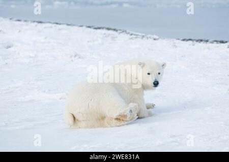 Ours polaire Ursus maritimus gros ourson roulant et nettoyant sa fourrure sur la banquise nouvellement formée pendant l'automne geler jusqu'à 1002 ANWR Kaktovik Barter AK Banque D'Images