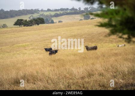 vaches et veaux paissant sur de hautes herbes sèches sur une colline en été en australie. beau troupeau gras de bétail sur une ferme agricole dans un australien Banque D'Images