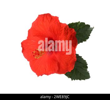 Belle fleur d'hibiscus rouge avec des feuilles vertes isolées sur blanc Banque D'Images