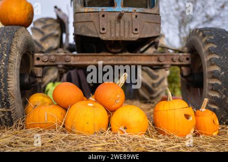 Plusieurs citrouilles à la ferme avec un vieux tracteur. Décoration Halloween Banque D'Images