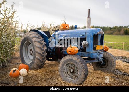 Plusieurs citrouilles à la ferme avec un vieux tracteur. Décoration Halloween Banque D'Images