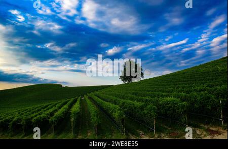 Paysage nocturne fantastique sur vignoble avec pleine lune et ciel nuageux Banque D'Images