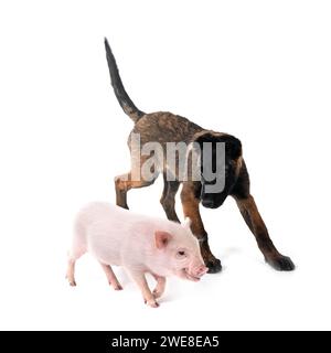 cochon miniature rose et chiot malinois devant fond blanc Banque D'Images