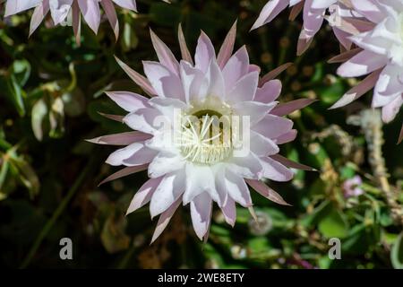 Echinopsis oxygona, fleurs de cactus Banque D'Images